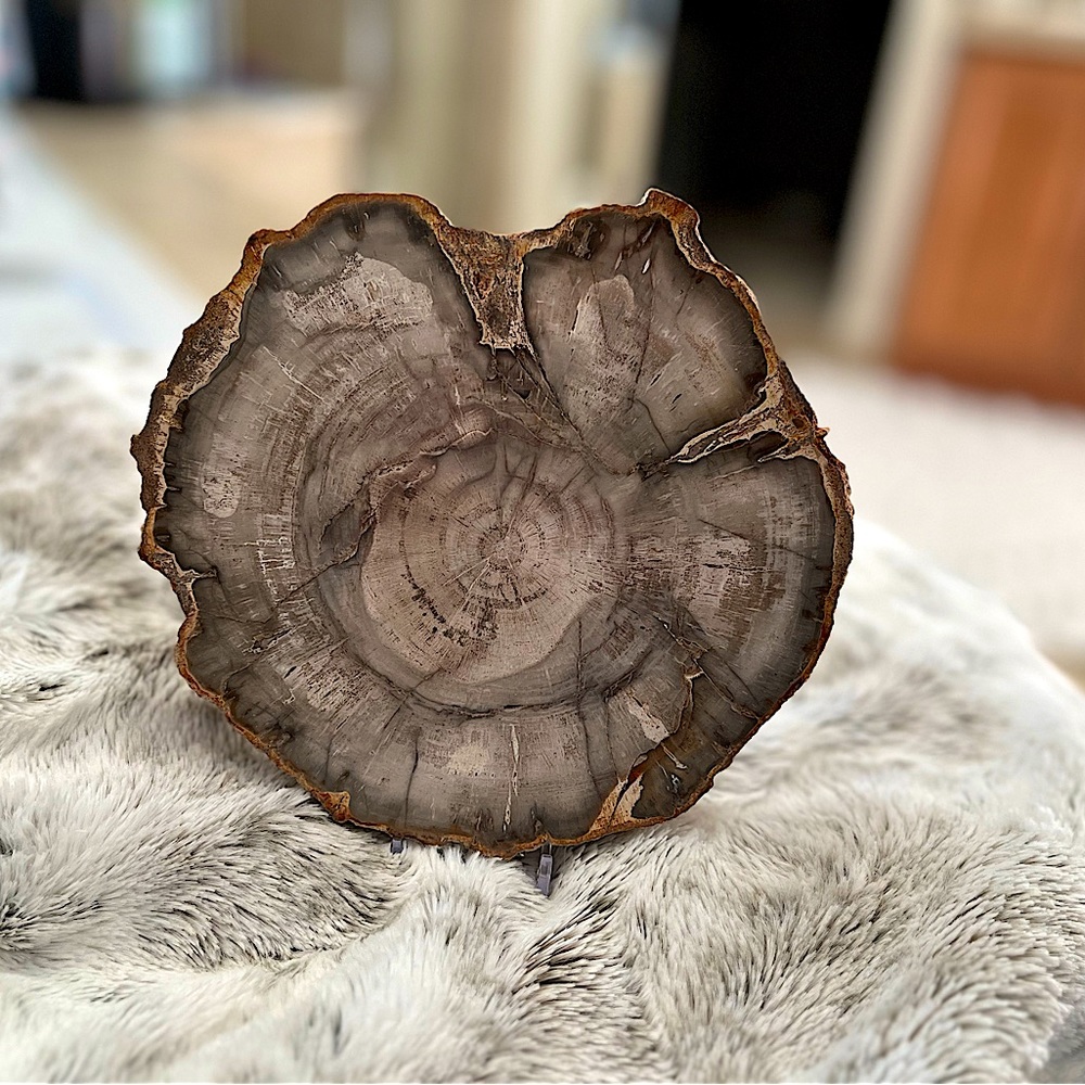 Gorgeous 7.5” Petrified Wood Slab.Wood Turned to Stone Incredible Color
